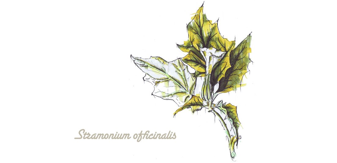 Stramonium officinalis